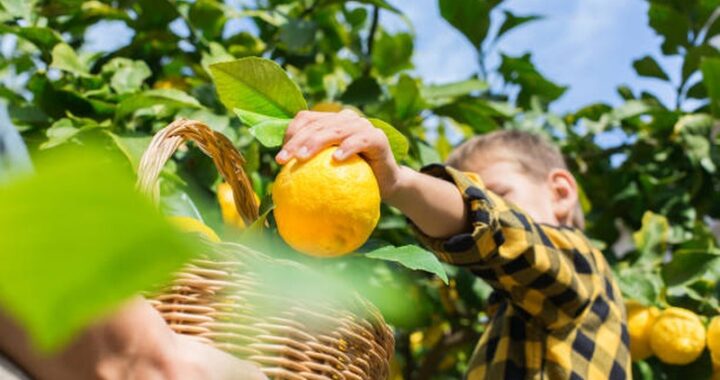 12 Benefícios do limão para a saúde