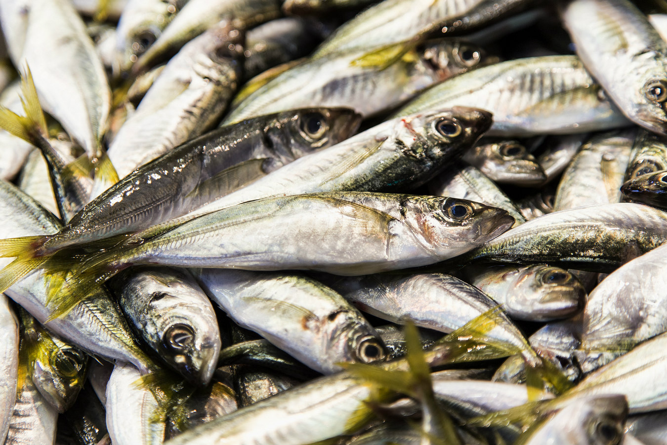 peixes mais saudaveis Os peixes mais saudaveis para a saude