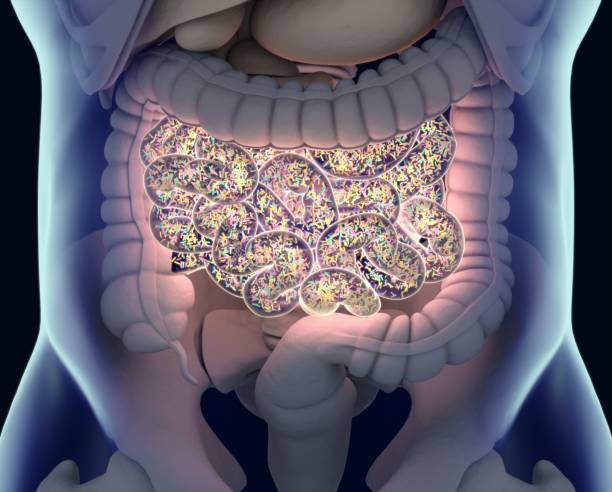 microbiota intestinal